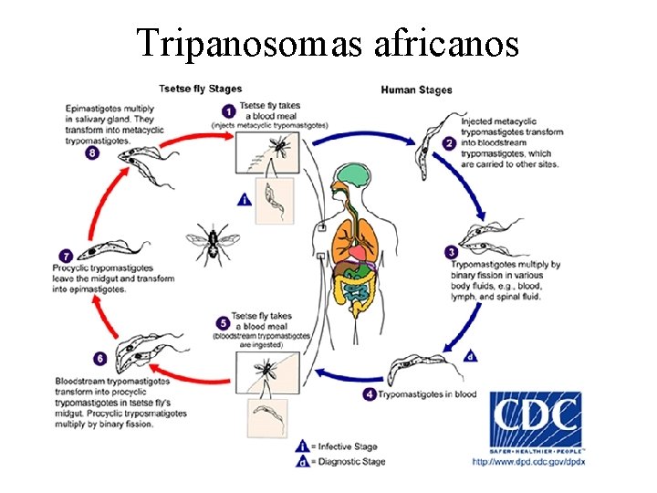Tripanosomas africanos 