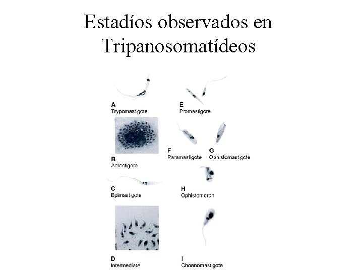 Estadíos observados en Tripanosomatídeos 