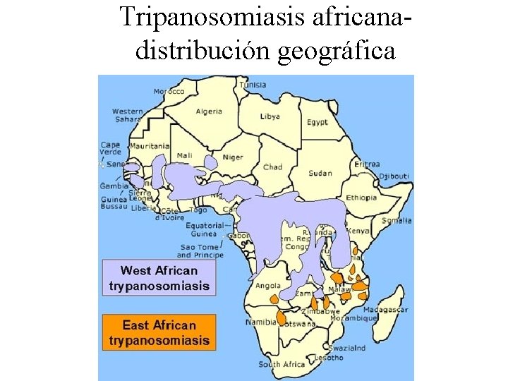Tripanosomiasis africanadistribución geográfica 