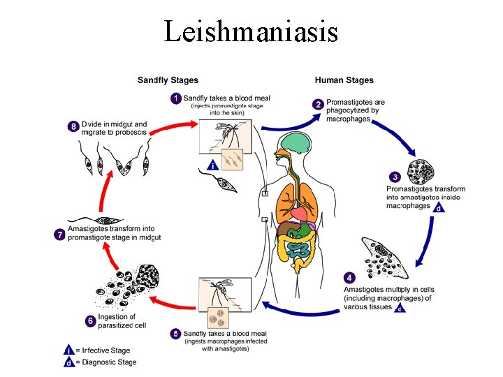 Leishmaniasis 
