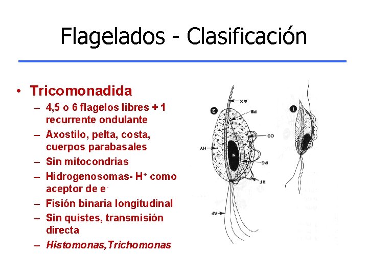 Flagelados - Clasificación • Tricomonadida – 4, 5 o 6 flagelos libres + 1