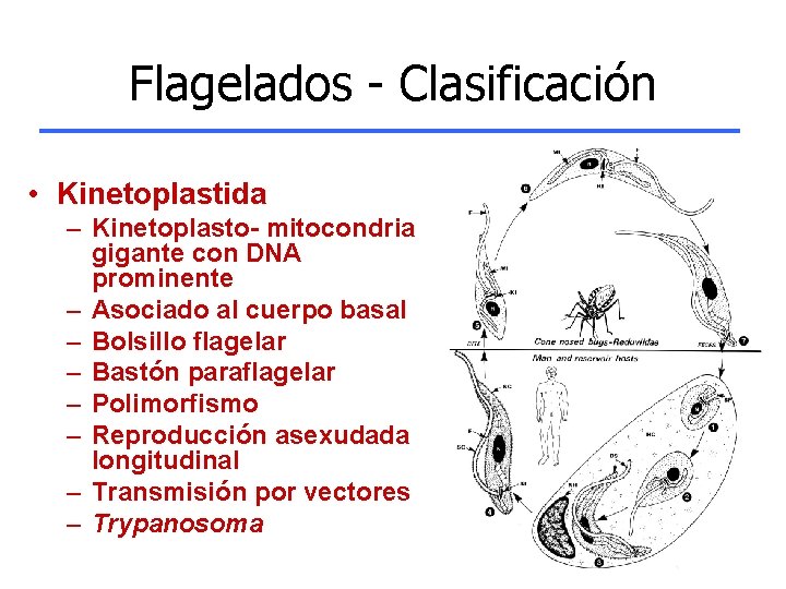Flagelados - Clasificación • Kinetoplastida – Kinetoplasto- mitocondria gigante con DNA prominente – Asociado