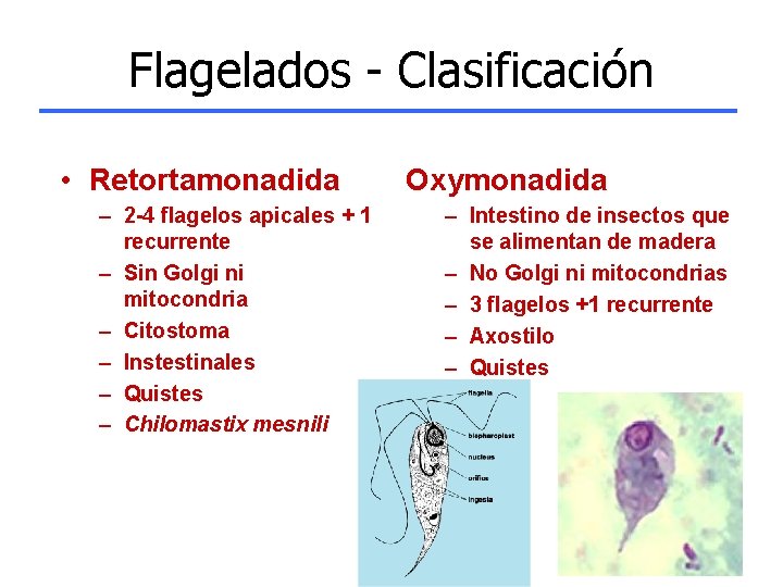 Flagelados - Clasificación • Retortamonadida – 2 -4 flagelos apicales + 1 recurrente –