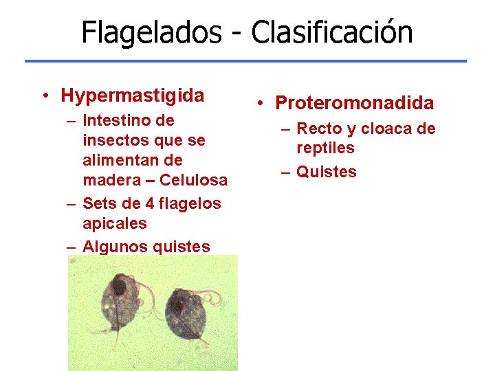 Flagelados - Clasificación • Hypermastigida – Intestino de insectos que se alimentan de madera