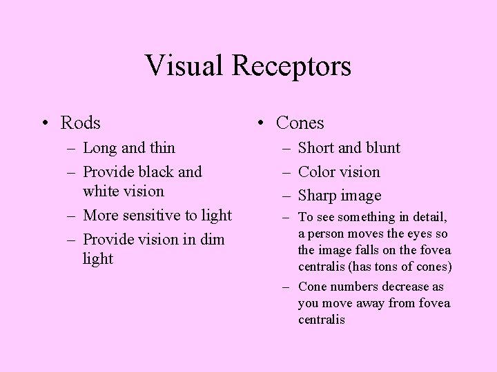 Visual Receptors • Rods – Long and thin – Provide black and white vision