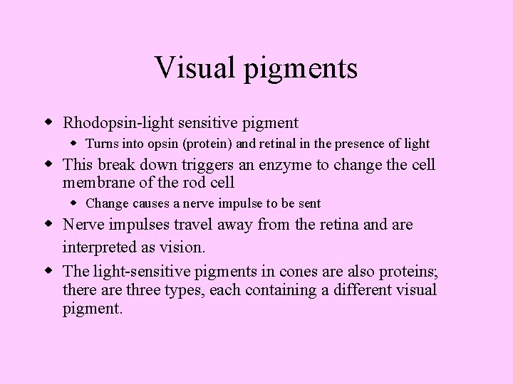 Visual pigments w Rhodopsin-light sensitive pigment w Turns into opsin (protein) and retinal in