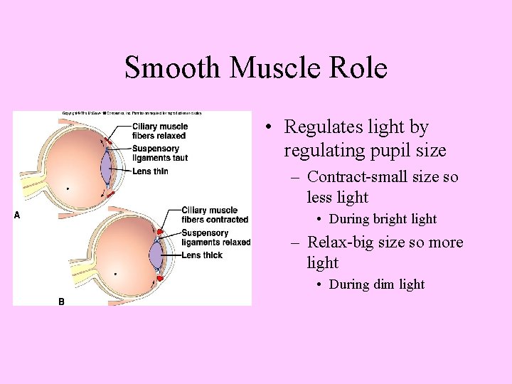 Smooth Muscle Role • Regulates light by regulating pupil size – Contract-small size so
