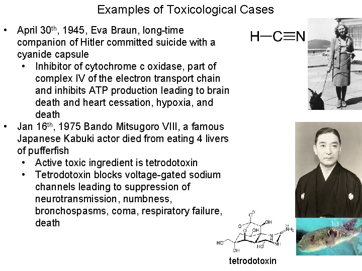 Examples of Toxicological Cases • April 30 th, 1945, Eva Braun, long-time companion of