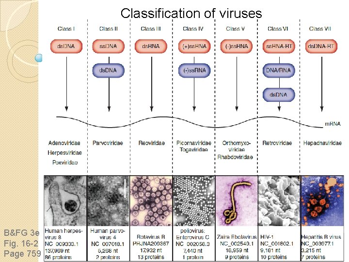 Classification of viruses B&FG 3 e Fig. 16 -2 Page 759 Classification of viruses B&FG 3 e Fig. 16 -2 Page 759