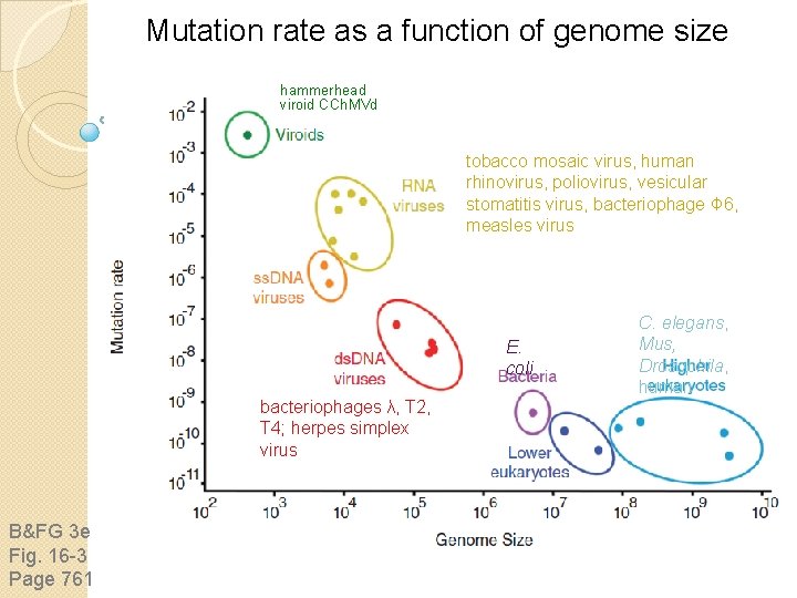 Mutation rate as a function of genome size hammerhead viroid CCh. MVd tobacco mosaic Mutation rate as a function of genome size hammerhead viroid CCh. MVd tobacco mosaic