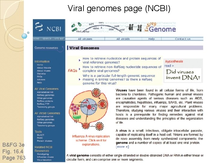 Viral genomes page (NCBI) B&FG 3 e Fig. 16. 4 Page 763 Viral genomes page (NCBI) B&FG 3 e Fig. 16. 4 Page 763