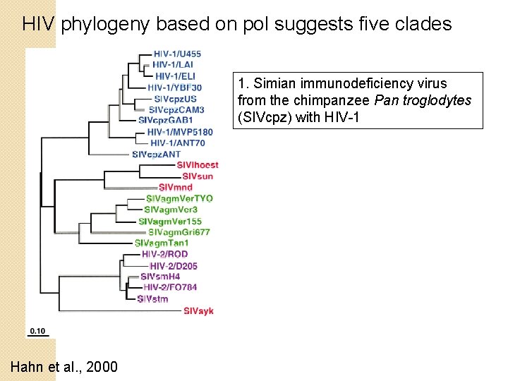 HIV phylogeny based on pol suggests five clades 1. Simian immunodeficiency virus from the HIV phylogeny based on pol suggests five clades 1. Simian immunodeficiency virus from the