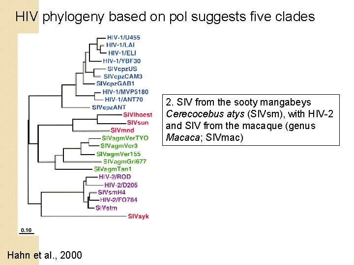 HIV phylogeny based on pol suggests five clades 2. SIV from the sooty mangabeys HIV phylogeny based on pol suggests five clades 2. SIV from the sooty mangabeys
