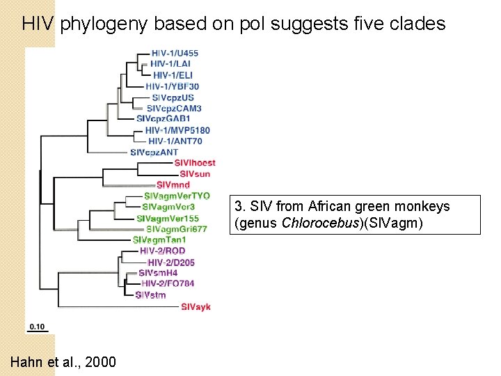 HIV phylogeny based on pol suggests five clades 3. SIV from African green monkeys HIV phylogeny based on pol suggests five clades 3. SIV from African green monkeys