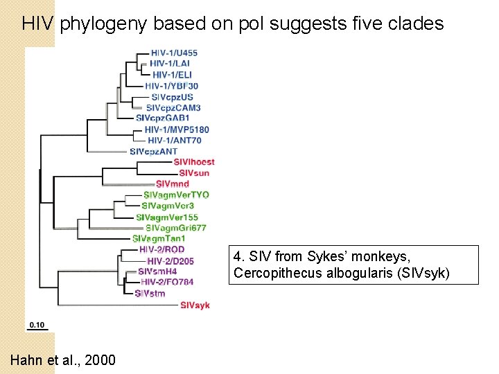 HIV phylogeny based on pol suggests five clades 4. SIV from Sykes’ monkeys, Cercopithecus HIV phylogeny based on pol suggests five clades 4. SIV from Sykes’ monkeys, Cercopithecus