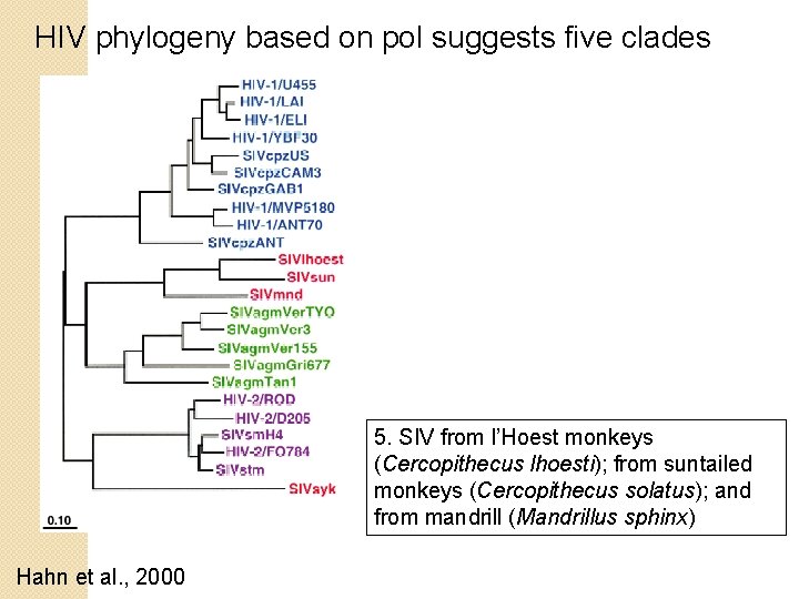 HIV phylogeny based on pol suggests five clades 5. SIV from l’Hoest monkeys (Cercopithecus HIV phylogeny based on pol suggests five clades 5. SIV from l’Hoest monkeys (Cercopithecus
