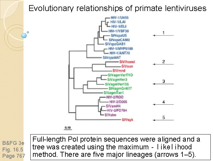 Evolutionary relationships of primate lentiviruses B&FG 3 e Fig. 16. 5 Page 767 Full-length Evolutionary relationships of primate lentiviruses B&FG 3 e Fig. 16. 5 Page 767 Full-length