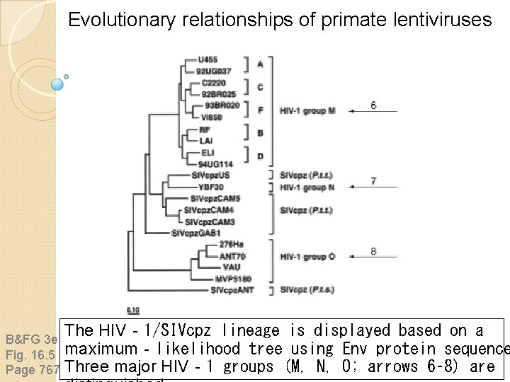 Evolutionary relationships of primate lentiviruses B&FG 3 e Fig. 16. 5 Page 767 The Evolutionary relationships of primate lentiviruses B&FG 3 e Fig. 16. 5 Page 767 The