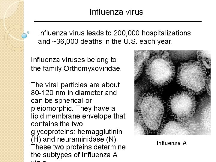 Influenza virus leads to 200, 000 hospitalizations and ~36, 000 deaths in the U. Influenza virus leads to 200, 000 hospitalizations and ~36, 000 deaths in the U.