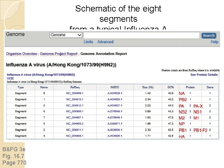 Schematic of the eight segments from a typical Influenza A virus B&FG 3 e Schematic of the eight segments from a typical Influenza A virus B&FG 3 e
