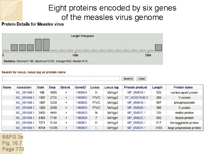 Eight proteins encoded by six genes of the measles virus genome B&FG 3 e Eight proteins encoded by six genes of the measles virus genome B&FG 3 e