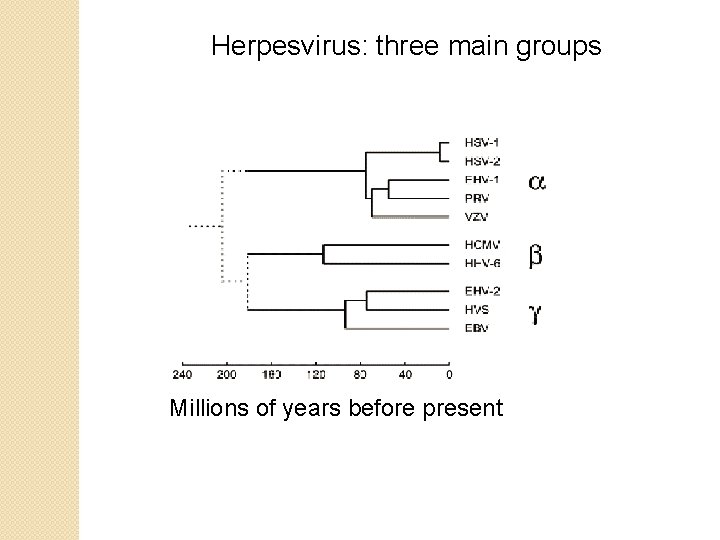 Herpesvirus: three main groups Millions of years before present Herpesvirus: three main groups Millions of years before present