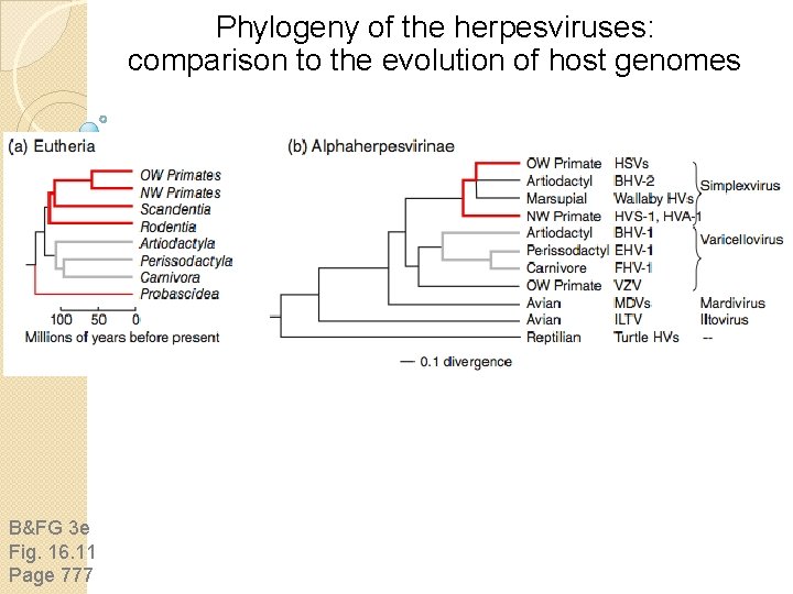 Phylogeny of the herpesviruses: comparison to the evolution of host genomes B&FG 3 e Phylogeny of the herpesviruses: comparison to the evolution of host genomes B&FG 3 e