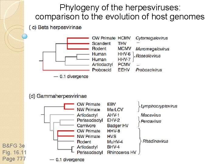 Phylogeny of the herpesviruses: comparison to the evolution of host genomes B&FG 3 e Phylogeny of the herpesviruses: comparison to the evolution of host genomes B&FG 3 e