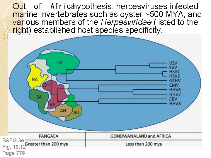 Out‐of‐Africahypothesis: herpesviruses infected marine invertebrates such as oyster ~500 MYA, and various members of Out‐of‐Africahypothesis: herpesviruses infected marine invertebrates such as oyster ~500 MYA, and various members of