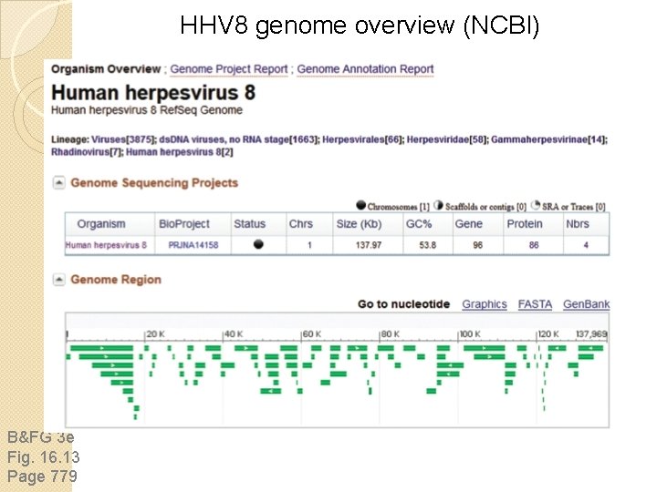 HHV 8 genome overview (NCBI) B&FG 3 e Fig. 16. 13 Page 779 HHV 8 genome overview (NCBI) B&FG 3 e Fig. 16. 13 Page 779