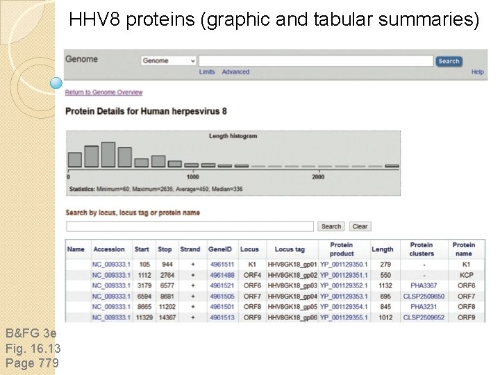 HHV 8 proteins (graphic and tabular summaries) B&FG 3 e Fig. 16. 13 Page HHV 8 proteins (graphic and tabular summaries) B&FG 3 e Fig. 16. 13 Page