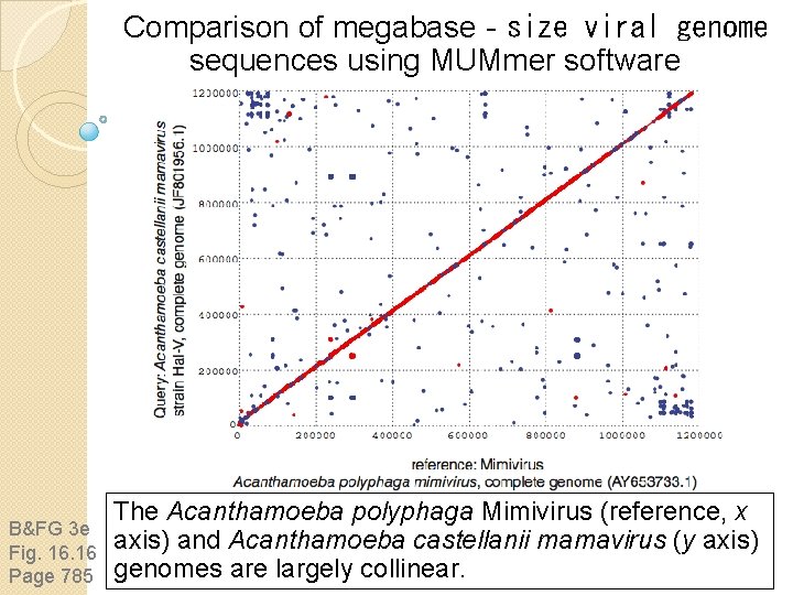 Comparison of megabase‐size viral genome sequences using MUMmer software B&FG 3 e Fig. 16 Comparison of megabase‐size viral genome sequences using MUMmer software B&FG 3 e Fig. 16