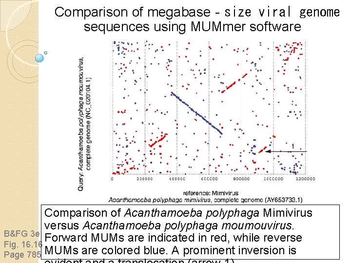 Comparison of megabase‐size viral genome sequences using MUMmer software Comparison of Acanthamoeba polyphaga Mimivirus Comparison of megabase‐size viral genome sequences using MUMmer software Comparison of Acanthamoeba polyphaga Mimivirus