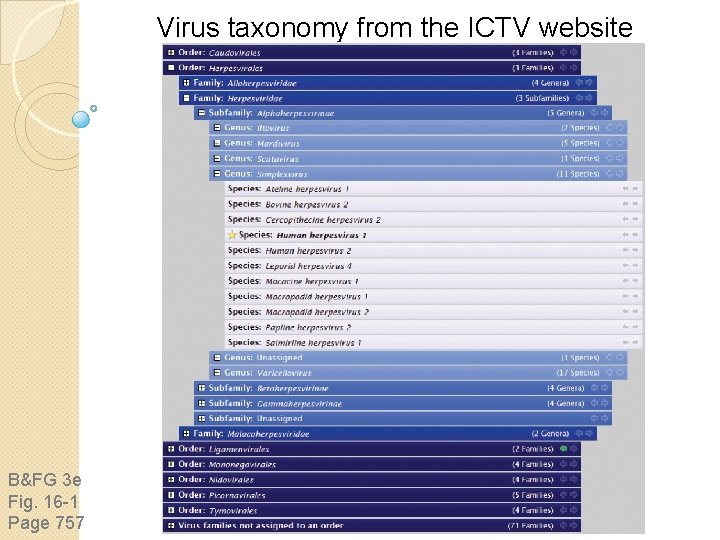 Virus taxonomy from the ICTV website B&FG 3 e Fig. 16 -1 Page 757 Virus taxonomy from the ICTV website B&FG 3 e Fig. 16 -1 Page 757