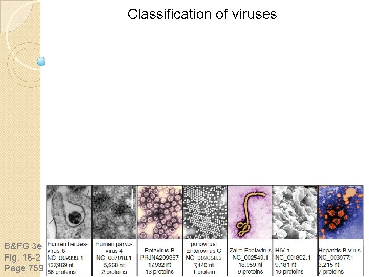 Classification of viruses B&FG 3 e Fig. 16 -2 Page 759 Classification of viruses B&FG 3 e Fig. 16 -2 Page 759