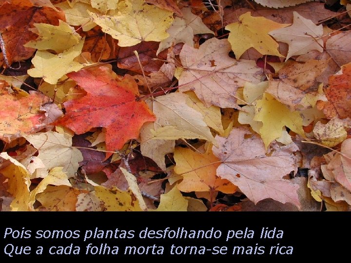 Pois somos plantas desfolhando pela lida Que a cada folha morta torna-se mais rica