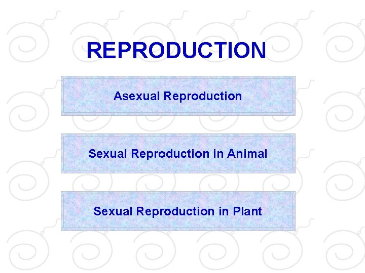 REPRODUCTION Asexual Reproduction Sexual Reproduction in Animal Sexual Reproduction in Plant 