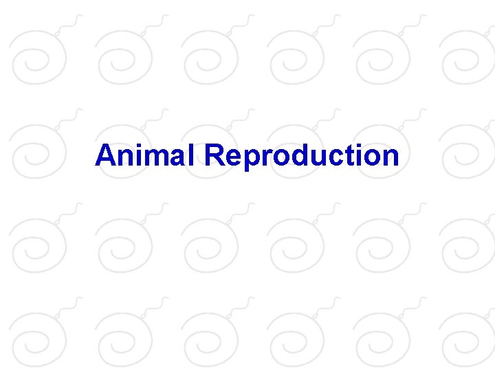 Animal Reproduction 