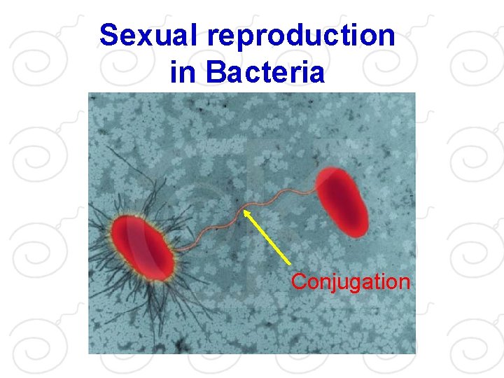 Sexual reproduction in Bacteria Conjugation 