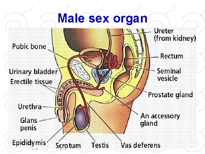 Male sex organ 