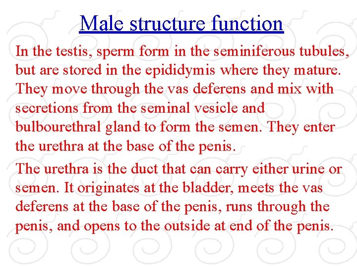Male structure function In the testis, sperm form in the seminiferous tubules, but are