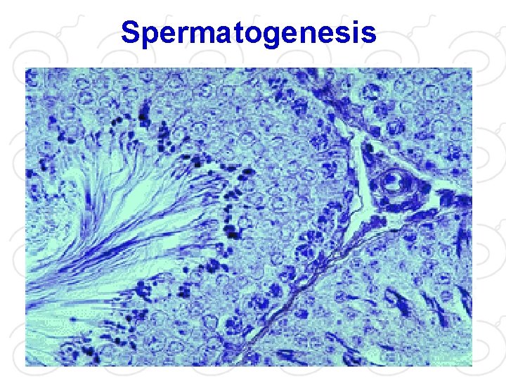 Spermatogenesis 