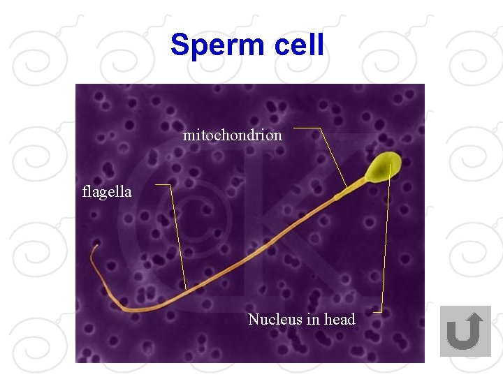 Sperm cell mitochondrion flagella Nucleus in head 