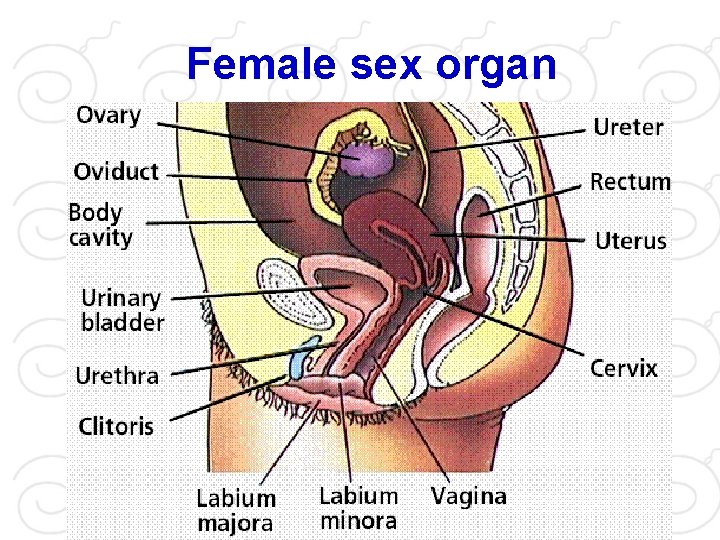 Female sex organ 