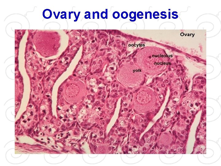 Ovary and oogenesis 