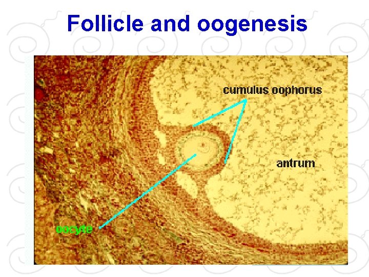 Follicle and oogenesis 