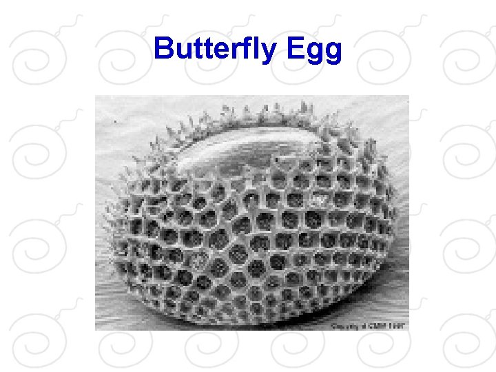 Butterfly Egg 