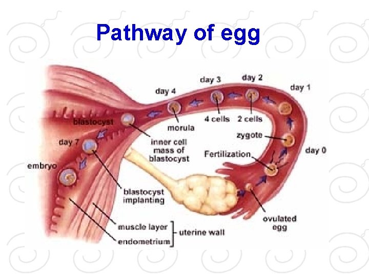 Pathway of egg 