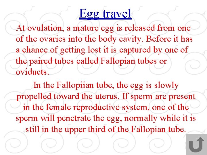 Egg travel At ovulation, a mature egg is released from one of the ovaries