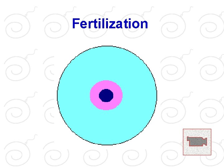 Fertilization 